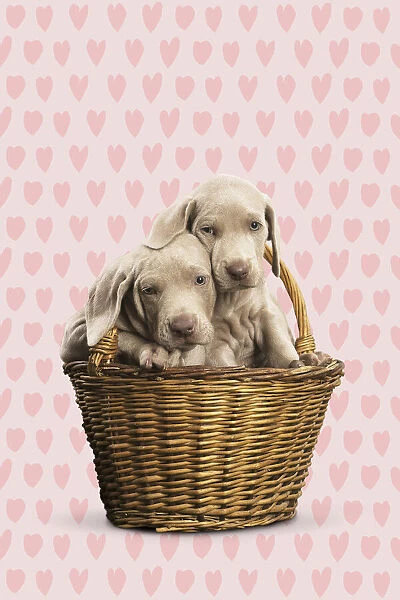 13131760. Weimaraner puppy in basket with heart background Date