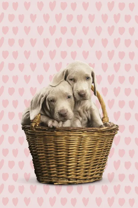 Framed Print : 13131760. Weimaraner puppy in basket with heart background Date Framed Print : 13131760. Weimaraner puppy in basket with heart background Date