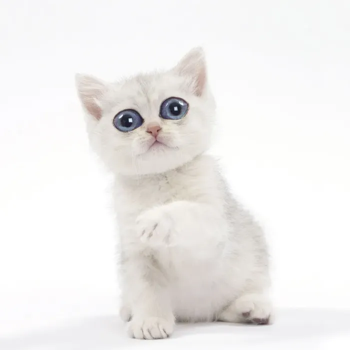 Framed Print : 13131764. British Cat, kitten with large eyes Date Framed Print : 13131764. British Cat, kitten with large eyes Date