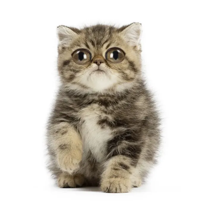 Framed Print : 13131765. Exotic Shorthair Cat, kitten with large eyes Date Framed Print : 13131765. Exotic Shorthair Cat, kitten with large eyes Date