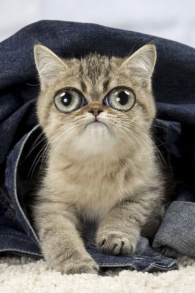 13131766. Exotic Shorthair Cat, kitten with large eyes on denim jacket Date