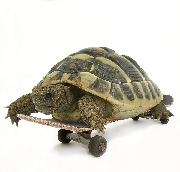 13131767. Tortoise, on skateboard Date
