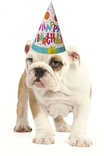 13131768. English Bulldog wearing Happy Birthday party hat Date