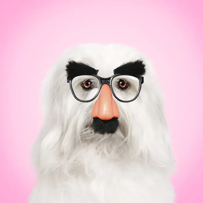 Framed Print : 13131769. Coton de Tulear Dog wearing false nose Groucho glasses Date Framed Print : 13131769. Coton de Tulear Dog wearing false nose Groucho glasses Date