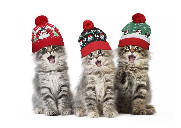 13131770. Norwegian Forest Cat, mouths open, singing, wearing Christmas bobble hats Date