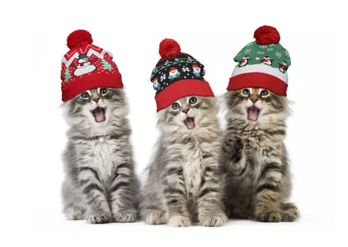 Framed Print : 13131770. Norwegian Forest Cat, mouths open, singing, wearing Christmas bobble hats Date Framed Print : 13131770. Norwegian Forest Cat, mouths open, singing, wearing Christmas bobble hats Date