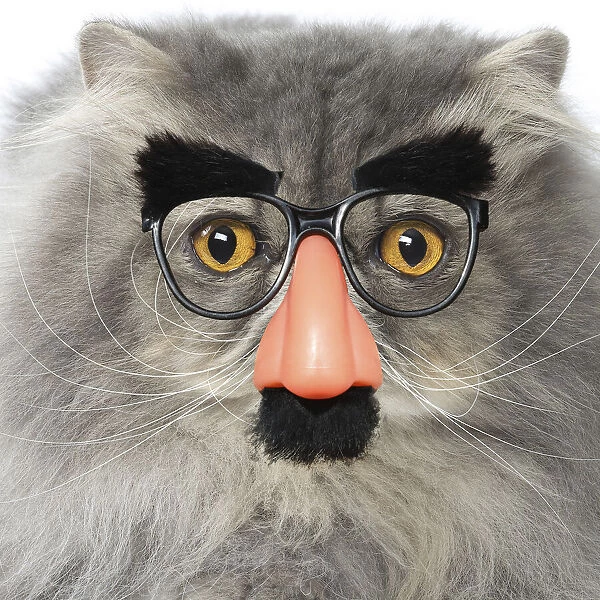 13131771. Persian Cat wearing false nose Groucho glasses Date
