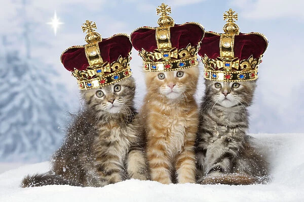 13131772. Maine Coon kittens in the snow in winter wearing crowns Date