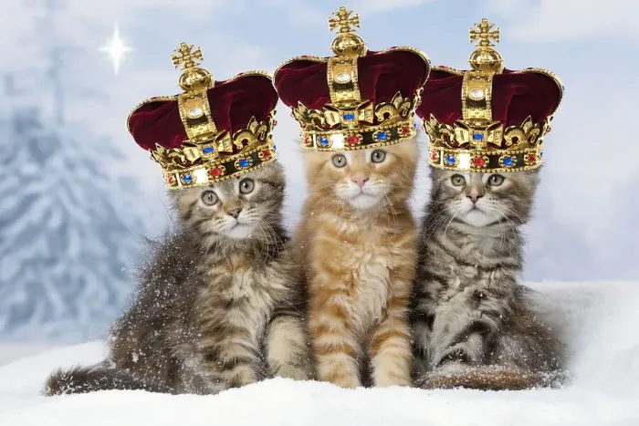 Framed Print : 13131772. Maine Coon kittens in the snow in winter wearing crowns Date Framed Print : 13131772. Maine Coon kittens in the snow in winter wearing crowns Date