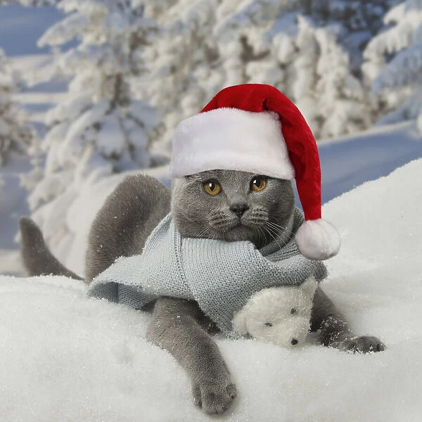13131773. Chartreux cat wearing Christmas hat and scarf in winter snow Date