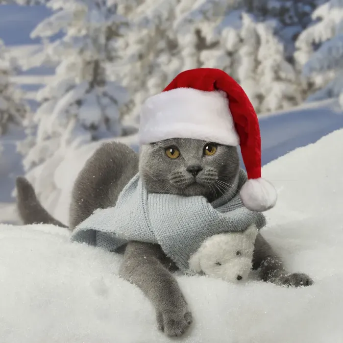 Framed Print : 13131773. Chartreux cat wearing Christmas hat and scarf in winter snow Date Framed Print : 13131773. Chartreux cat wearing Christmas hat and scarf in winter snow Date