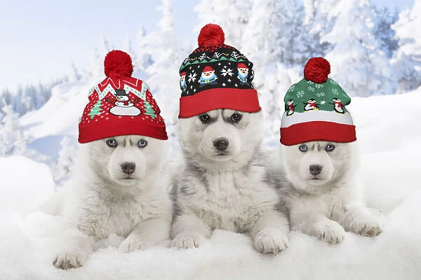 13131774. Husky puppies in the snow in winter wearing Christmas bobble hats Date