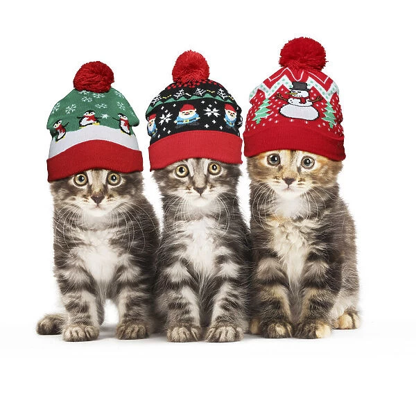 13131775. Kurilian Bobtail kittens in Christmas bobble hats Date
