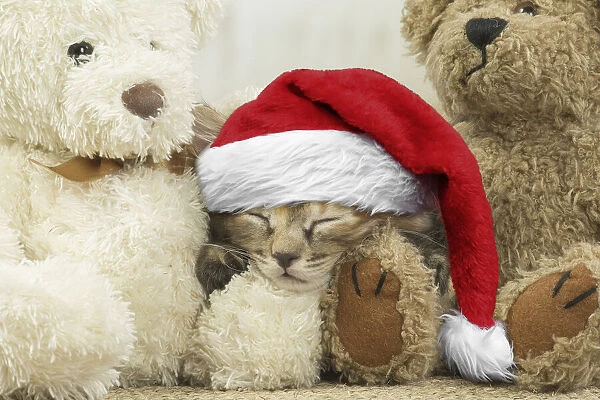 13131776. Kurilian Bobtail kitten indoors with teddy bears wearing Christmas hat Date