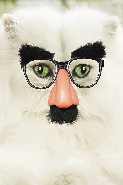 13131777. Persian Cat wearing false nose Groucho glasses Date