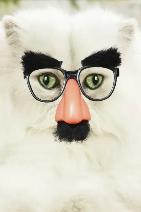 Framed Print : 13131777. Persian Cat wearing false nose Groucho glasses Date Framed Print : 13131777. Persian Cat wearing false nose Groucho glasses Date