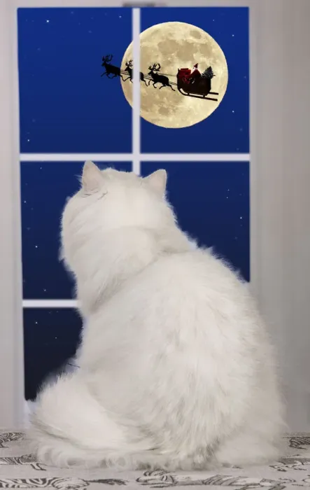 Framed Print : 13131778. Persian Chinchilla Cat, looking out of window at the moon Framed Print : 13131778. Persian Chinchilla Cat, looking out of window at the moon