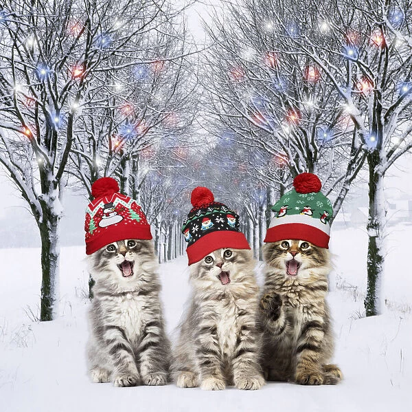 13131779. Norwegian Forest Cat wearing Christmas bobble hats mouths open singing Date