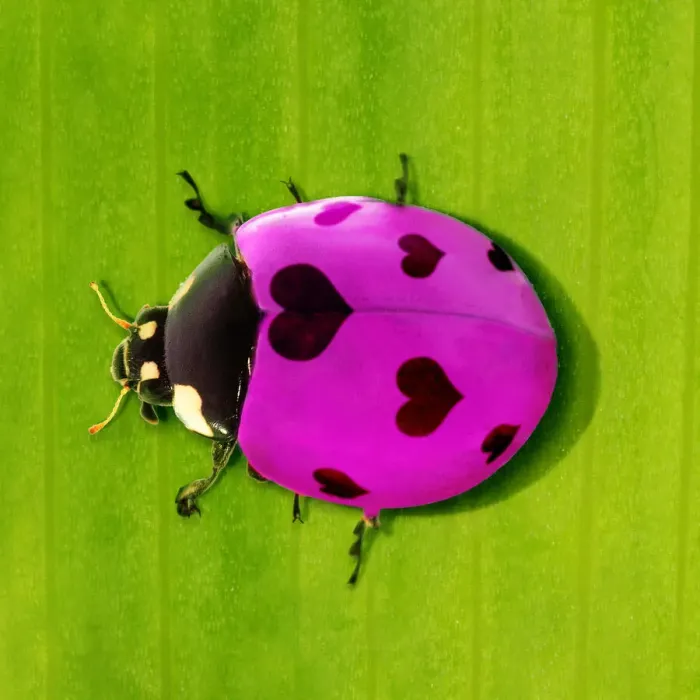 Framed Print : 13131780. 7-spot Ladybird Date Framed Print : 13131780. 7-spot Ladybird Date