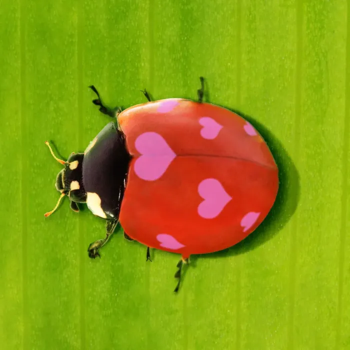 Framed Print : 13131781. 7-spot Ladybird Date Framed Print : 13131781. 7-spot Ladybird Date
