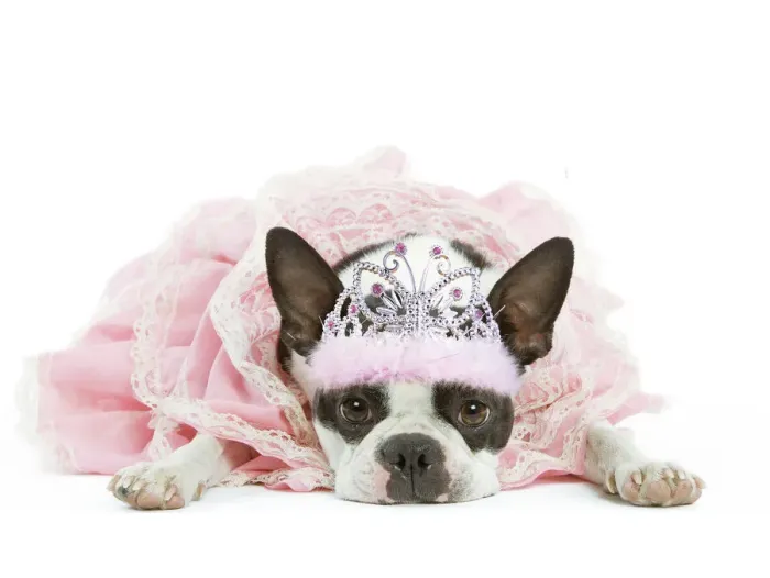 Framed Print : 13131783. Dog - Boston Terrier wearing pink dress and tiara Date Framed Print : 13131783. Dog - Boston Terrier wearing pink dress and tiara Date