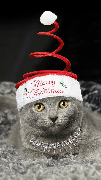 13131791. Grey Chartreux kitten indoors wearing and necklace Date