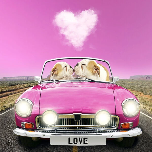 13131792. English Bulldog puppies, pair driving car kissing Date