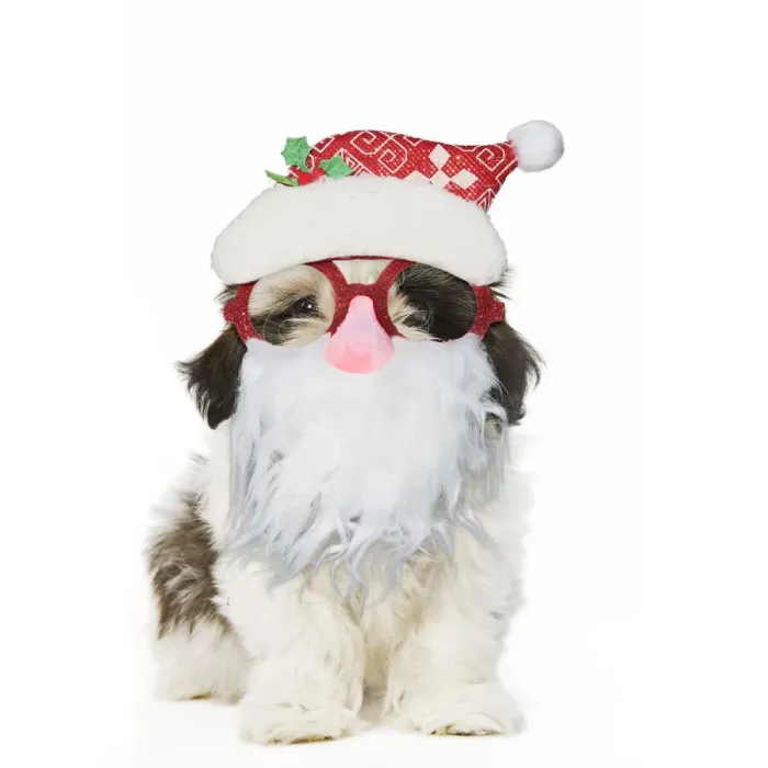 Framed Print : 13131794. Shih Tzu Dog, puppy wearing Father Christmas glasses Date Framed Print : 13131794. Shih Tzu Dog, puppy wearing Father Christmas glasses Date