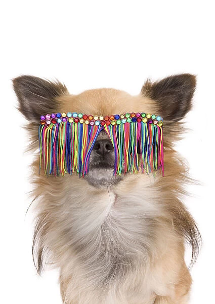 13131795. Long-haired Chihuahua Dog, in studio wearing glasses Date