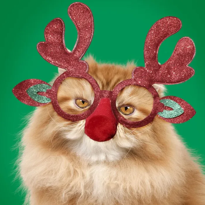 Framed Print : 13131796. Red Persian Cat wearing Christmas glasses, Grumpy Date Framed Print : 13131796. Red Persian Cat wearing Christmas glasses, Grumpy Date