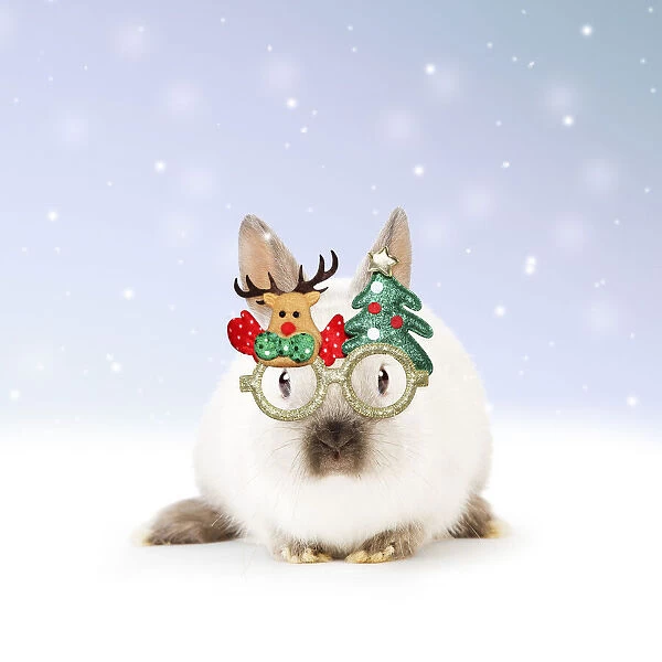 13131797. Dwarf Rabbit wearing Christmas glasses in winter snow Date