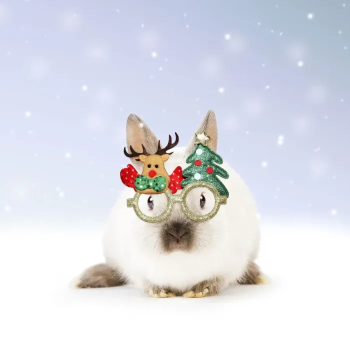 Framed Print : 13131797. Dwarf Rabbit wearing Christmas glasses in winter snow Date Framed Print : 13131797. Dwarf Rabbit wearing Christmas glasses in winter snow Date