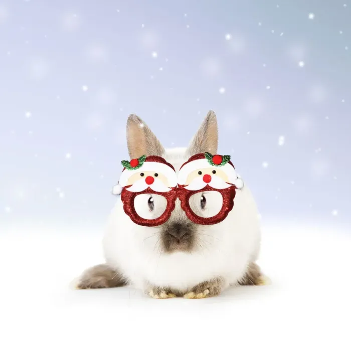 Framed Print : 13131798. Dwarf Rabbit wearing Christmas glasses in winter snow Date Framed Print : 13131798. Dwarf Rabbit wearing Christmas glasses in winter snow Date