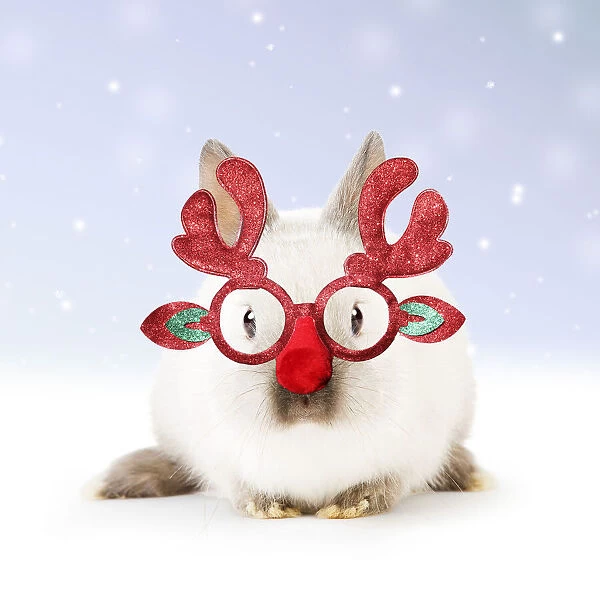 13131799. Dwarf Rabbit wearing Christmas glasses in winter snow Date
