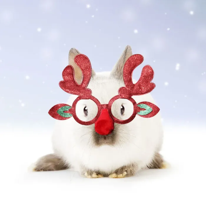 Framed Print : 13131799. Dwarf Rabbit wearing Christmas glasses in winter snow Date Framed Print : 13131799. Dwarf Rabbit wearing Christmas glasses in winter snow Date