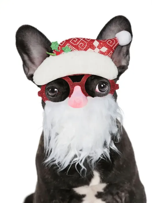 Framed Print : 13131800. French Bulldog, puppy wearing Father Christmas glasses Date Framed Print : 13131800. French Bulldog, puppy wearing Father Christmas glasses Date