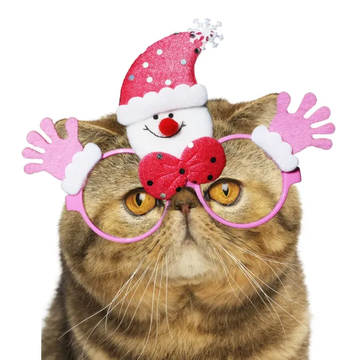 Framed Print : 13131801. Exotic Shorthair Cat wearing glasses Date Framed Print : 13131801. Exotic Shorthair Cat wearing glasses Date