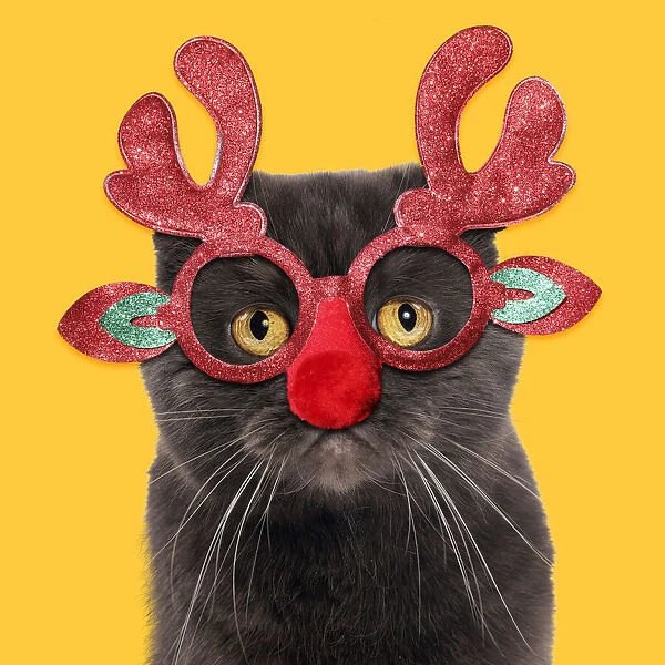 13131802. Chocolate Scottish Fold Cat wearing Christmas antler glasses Date