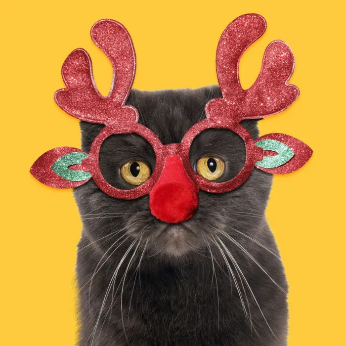 Framed Print : 13131802. Chocolate Scottish Fold Cat wearing Christmas antler glasses Date Framed Print : 13131802. Chocolate Scottish Fold Cat wearing Christmas antler glasses Date