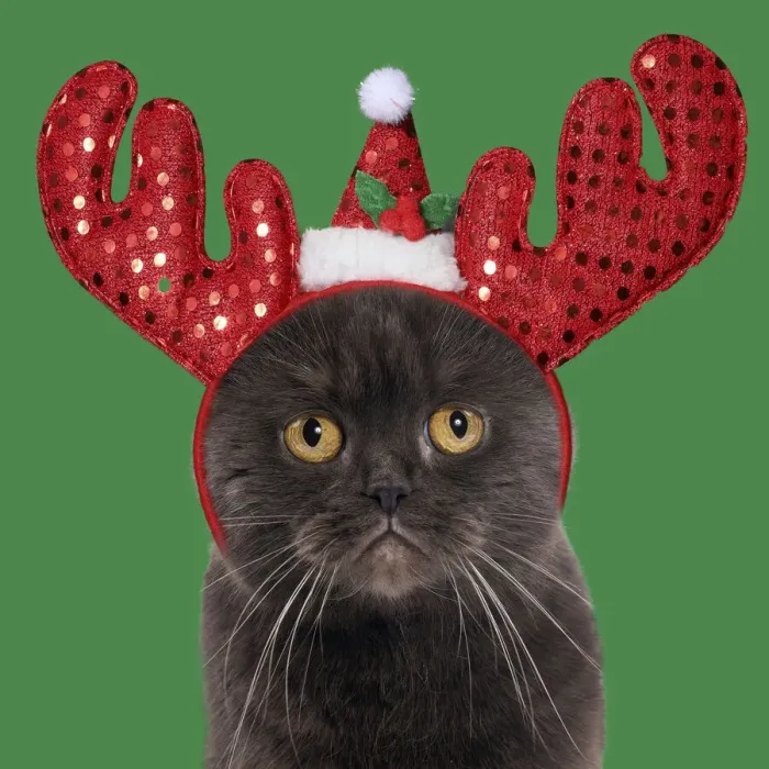 Framed Print : 13131803. Chocolate Scottish Fold Cat wearing Christmas antler headband Date Framed Print : 13131803. Chocolate Scottish Fold Cat wearing Christmas antler headband Date