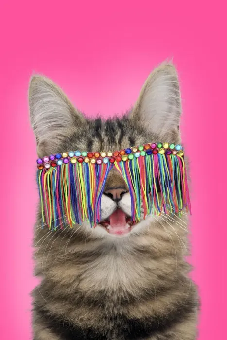 Framed Print : 13131804. Turkish Angora Cat, smiling / laughing wearing tassel sunglasses Date Framed Print : 13131804. Turkish Angora Cat, smiling / laughing wearing tassel sunglasses Date