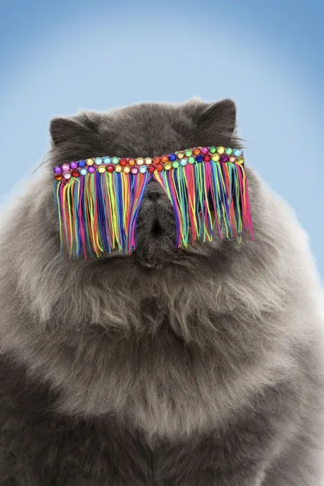 Framed Print : 13131807. Blue Persian Cat, wearing tassel sunglasses Date Framed Print : 13131807. Blue Persian Cat, wearing tassel sunglasses Date
