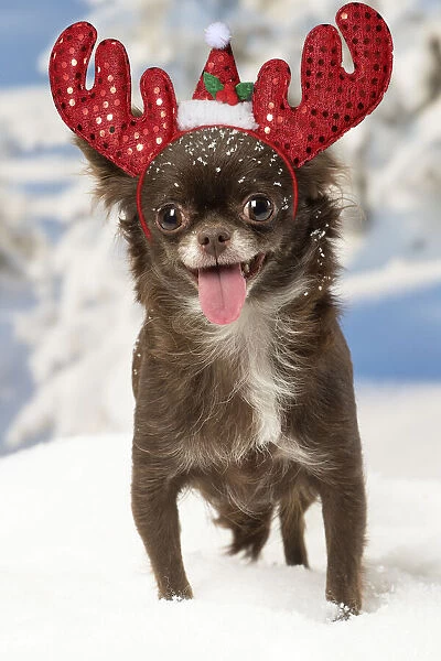 13131809. Chihuahua dog in the winter snow wearing Christmas antlers Date