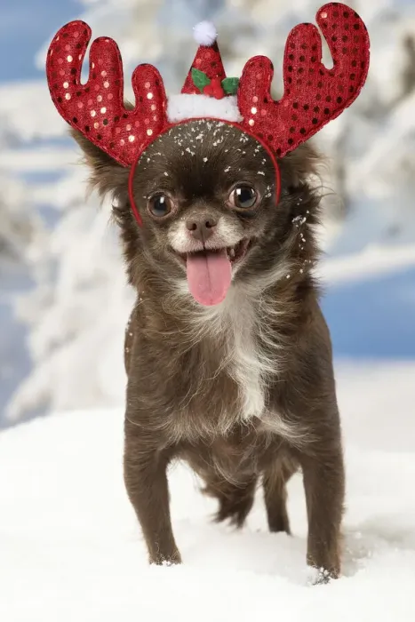 Framed Print : 13131809. Chihuahua dog in the winter snow wearing Christmas antlers Date Framed Print : 13131809. Chihuahua dog in the winter snow wearing Christmas antlers Date