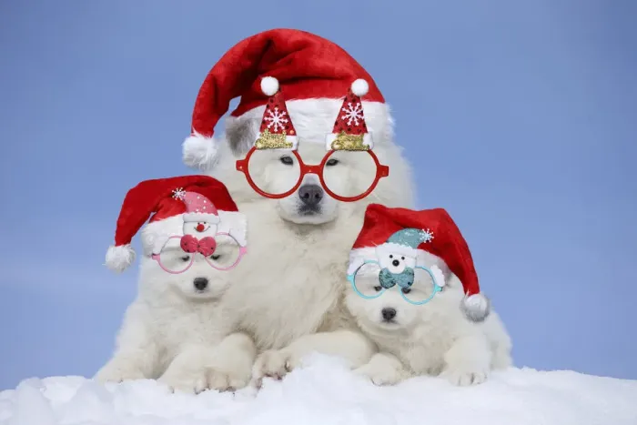 Framed Print : 13131810. Samoyeds wearing Christmas hats and glasses Date Framed Print : 13131810. Samoyeds wearing Christmas hats and glasses Date