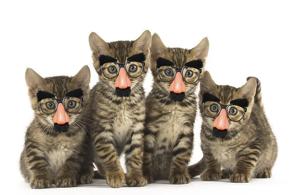 13131811. Toyger kittens in the studio wearing false nose Groucho glasses Date