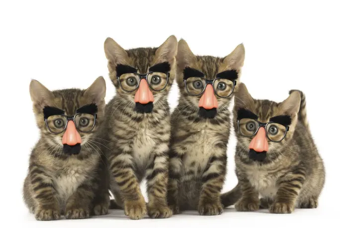 Framed Print : 13131811. Toyger kittens in the studio wearing false nose Groucho glasses Date Framed Print : 13131811. Toyger kittens in the studio wearing false nose Groucho glasses Date