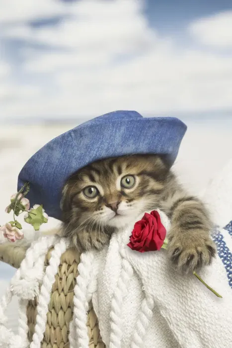Framed Print : 13131812. Siberian kitten with hat holding rose Date Framed Print : 13131812. Siberian kitten with hat holding rose Date