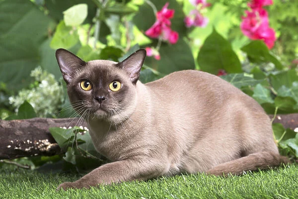 13131815. Burmese cat outdoors in the garden Date
