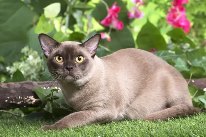 Framed Print : 13131815. Burmese cat outdoors in the garden Date Framed Print : 13131815. Burmese cat outdoors in the garden Date